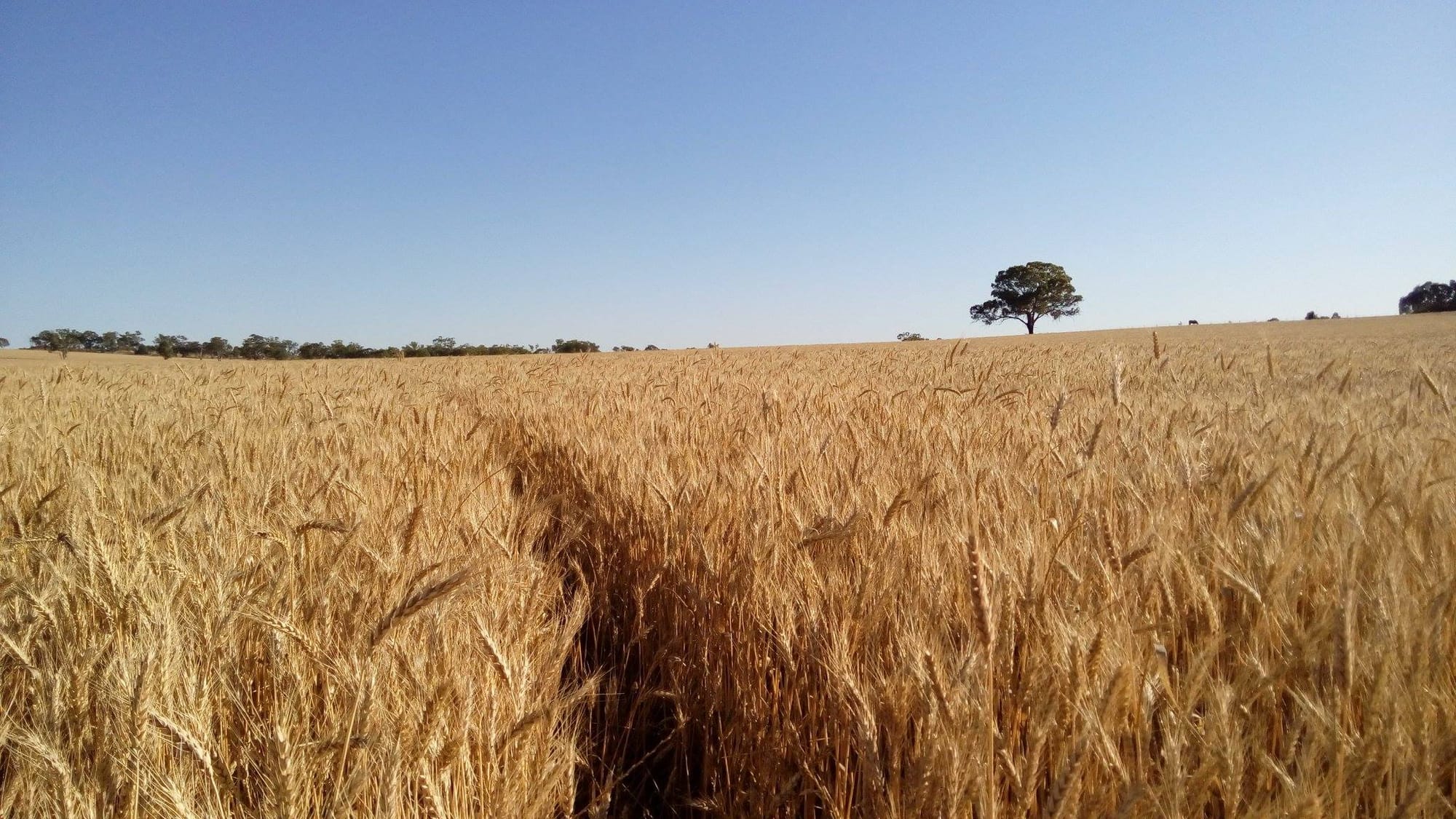 Sun Worship and BBQ > "Fields" or "Barns"?
