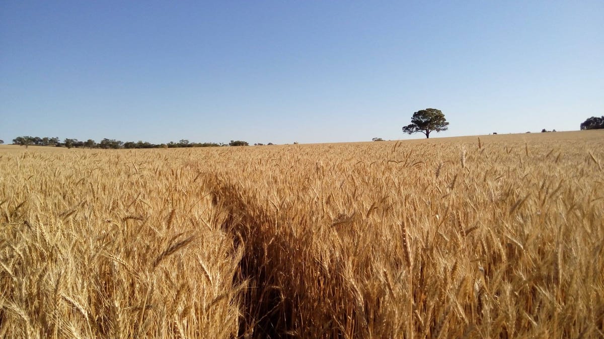 Sun Worship and BBQ > "Fields" or "Barns"?